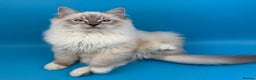 Ragdoll cats for sale: 💙 STUNNING GCCF GRCH SIRED RAGDOLL KITTENS 💙 - Advert 13