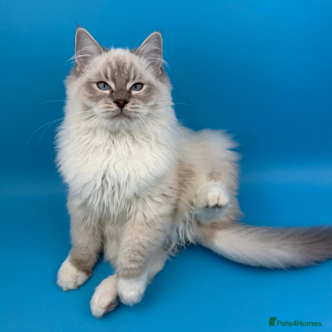 Ragdoll cats for sale: 💙 STUNNING GCCF GRCH SIRED RAGDOLL KITTENS 💙 - Advert 13