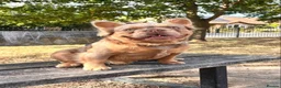 French Bulldog dogs for stud: KING KALI 👑 Fluffy French Bulldog stud - Advert 2