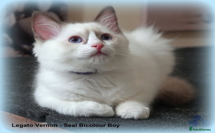 Ragdoll cats - Advert 7