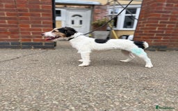 Jack Russell dogs for sale: Jack Russell terrier puppies  - Image 3