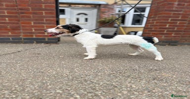 Jack Russell dogs - Advert 11