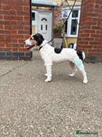 Jack Russell dogs - Advert 14