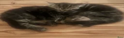 Siberian cats for sale: 2 half Siberian Kittens  in Manchester - Advert 6