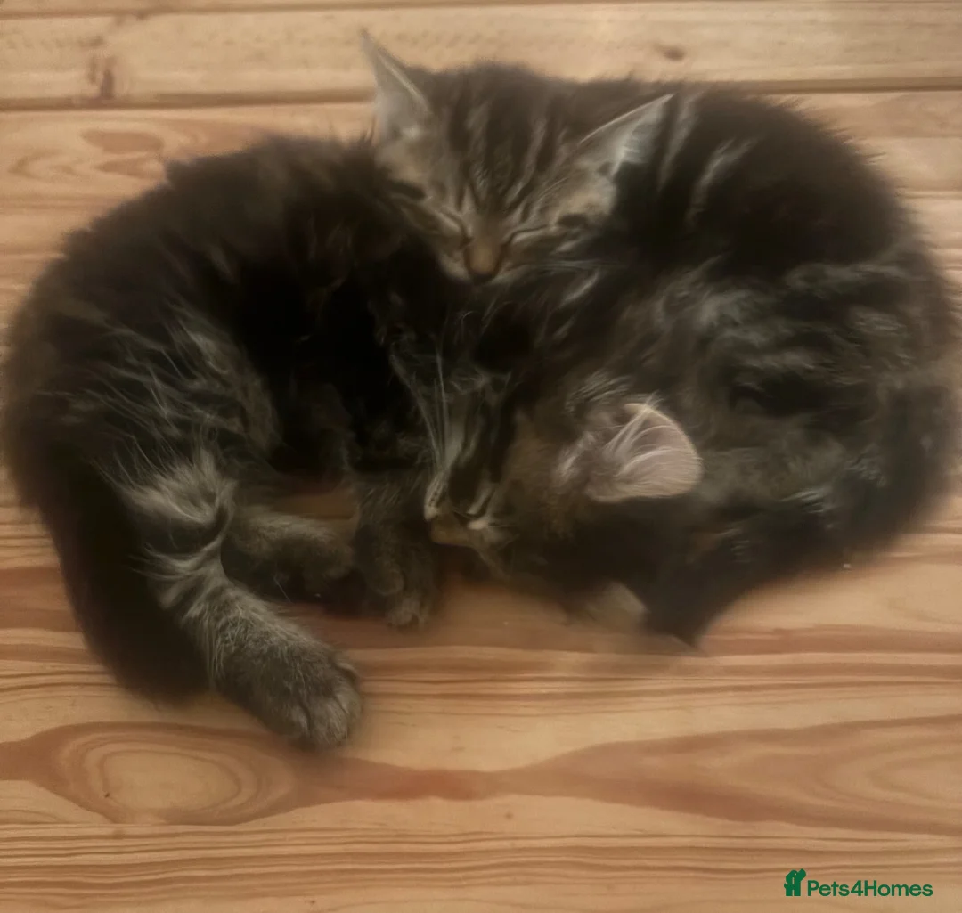 Siberian cats for sale: 2 half Siberian Kittens  in Manchester - Advert 6