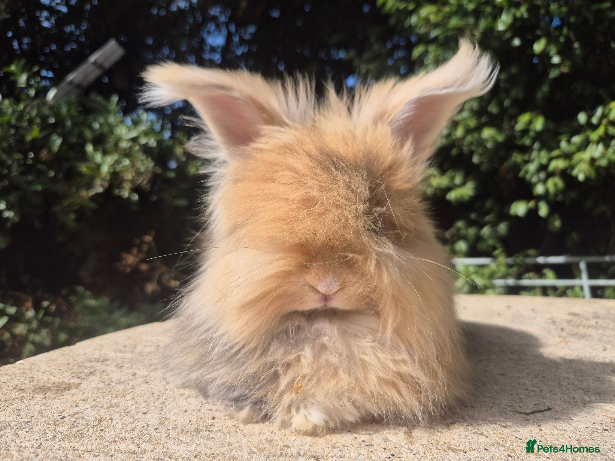 Angora rabbits 🩷 FULL FACE ANGORA BABIES- PARENTS FROM🇫🇷 - Advert 2