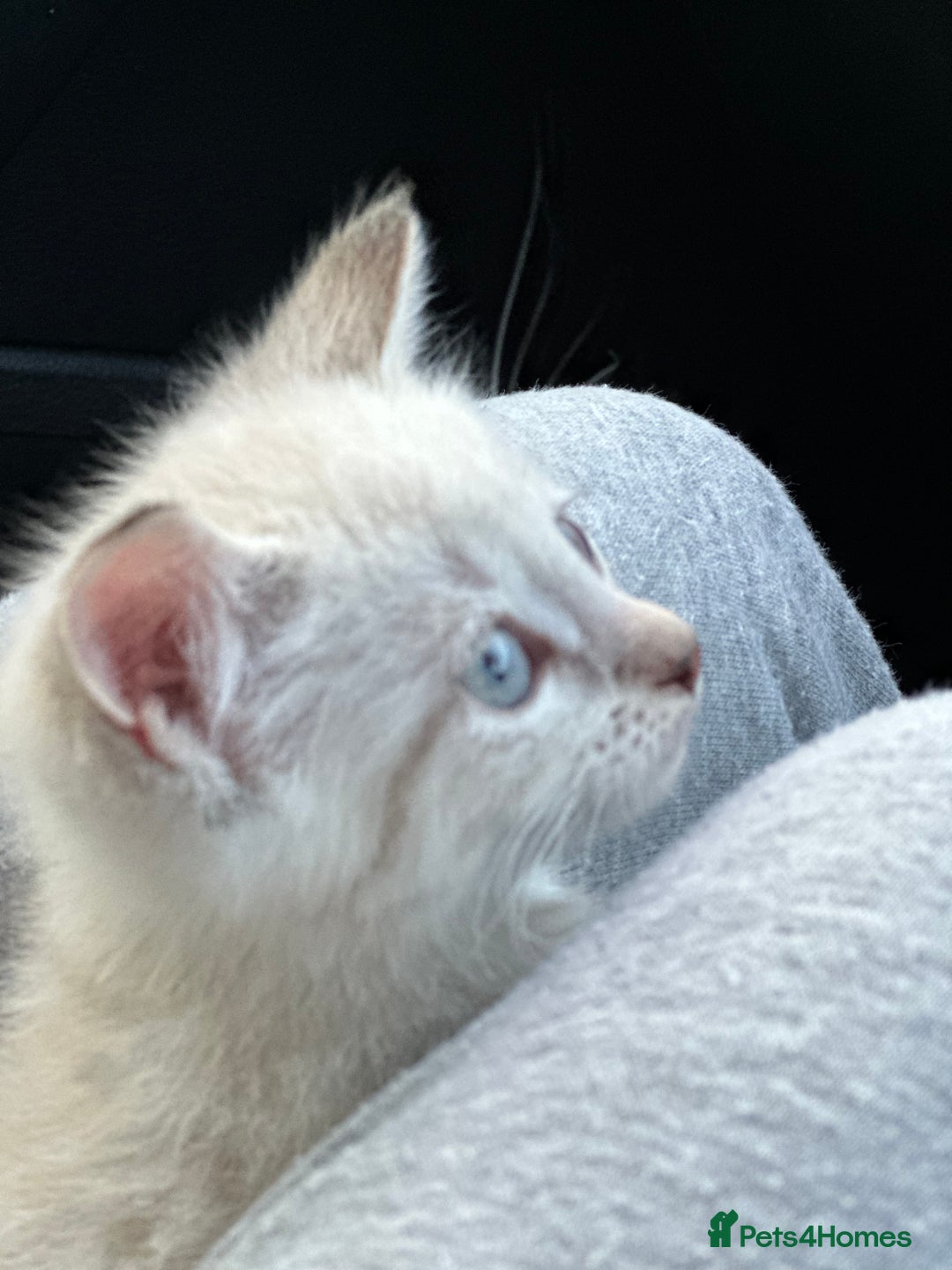 Mixed Breed cats for sale: 2 kittens  - Image 8