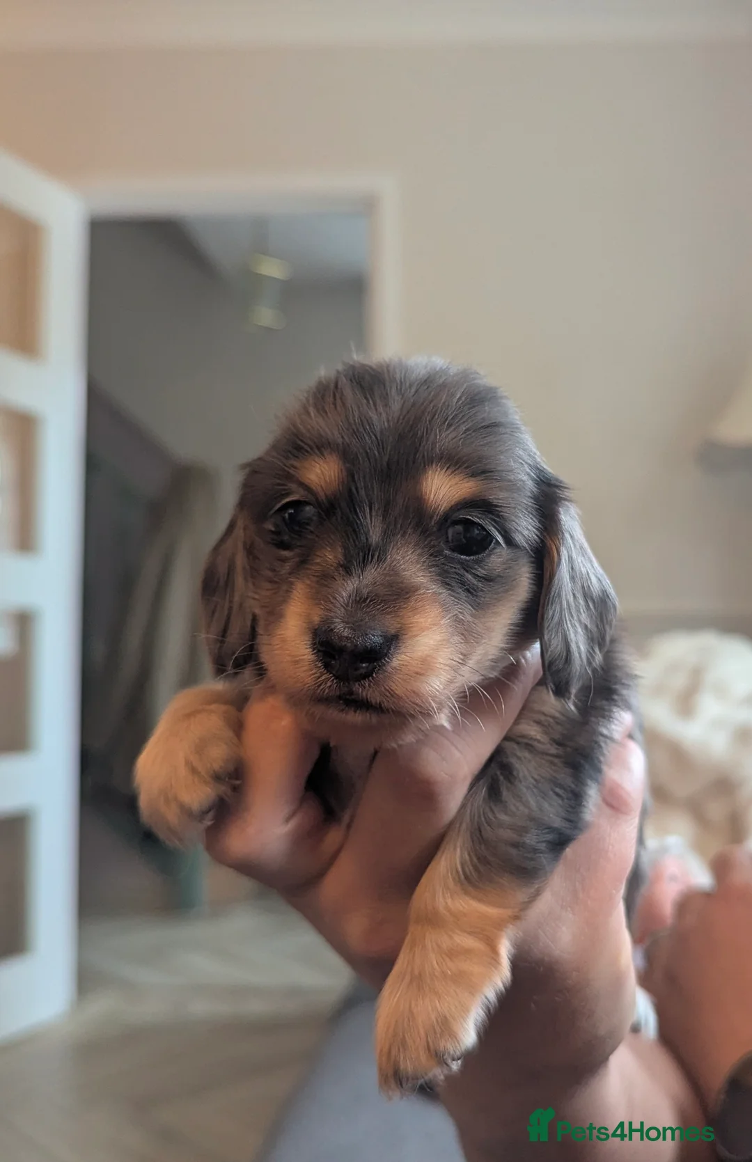 Miniature Dachshund dogs for sale: ♥️ KC Registered Long Haired Black & Cream dapples - Advert 1