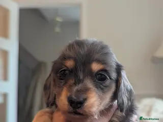 Miniature Dachshund dogs ♥️ KC Registered Long Haired Black & Cream dapples in Kingswinford - Advert 2