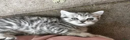 British Shorthair cats for sale: British shorthair kittens  - Advert 2