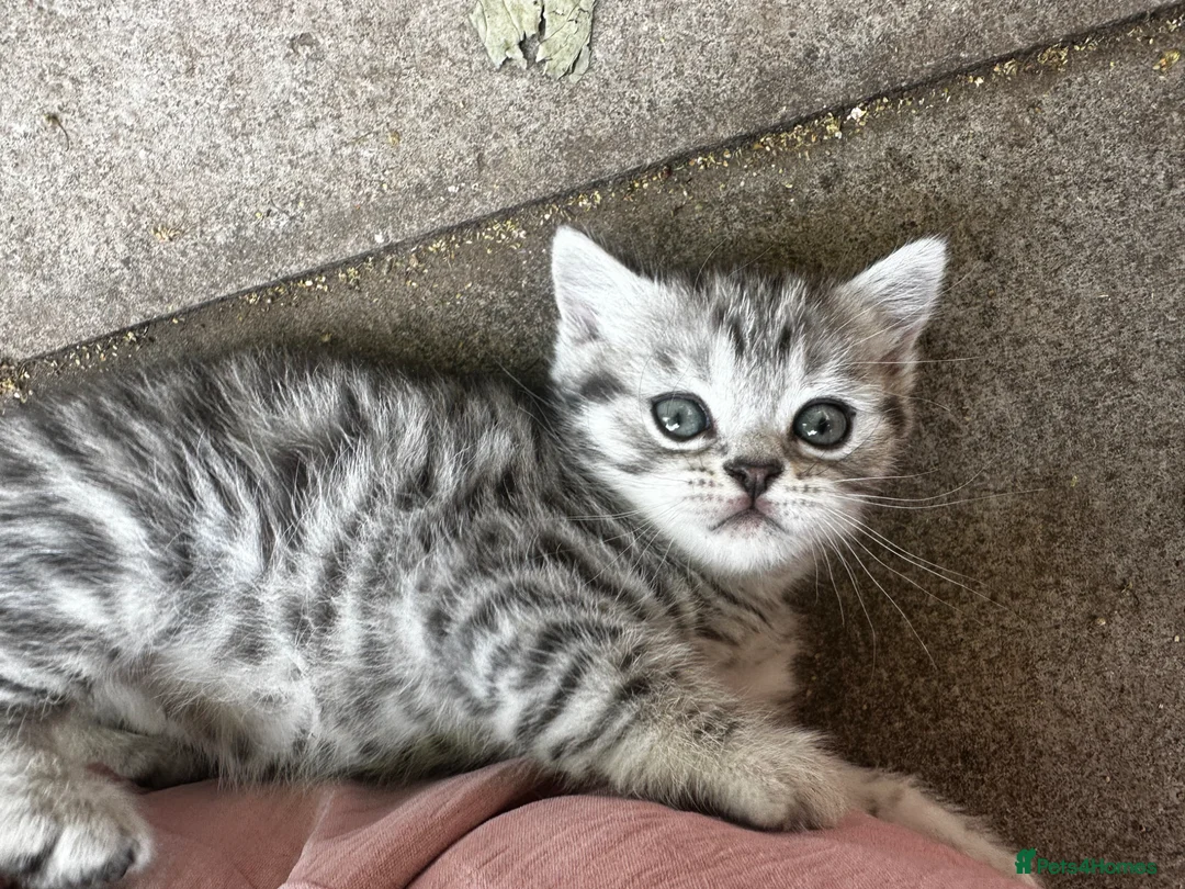 British Shorthair cats for sale: British shorthair kittens  - Advert 2