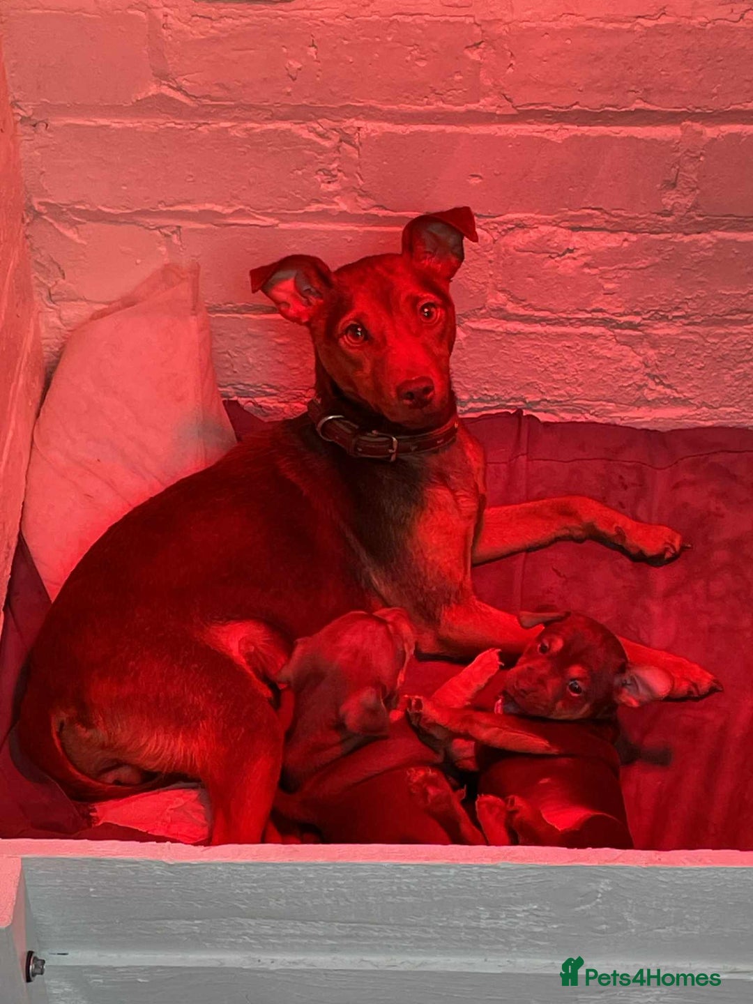 Jack Russell dogs for sale: Jack Russell MUCH WENLOCK in STEVENAGE - Advert 1