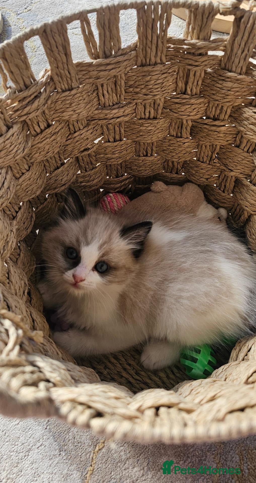 Ragdoll cats for sale: Purebred Pedigree Ragdoll kittens - Advert 2