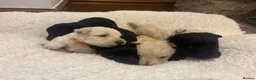 Scottish Terrier dogs for sale: Gorgeous Scottie pups  - Advert 13
