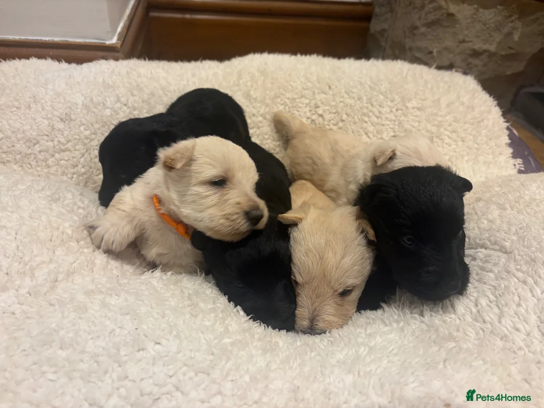 Scottish Terrier dogs for sale: Gorgeous Scottie pups  - Advert 13