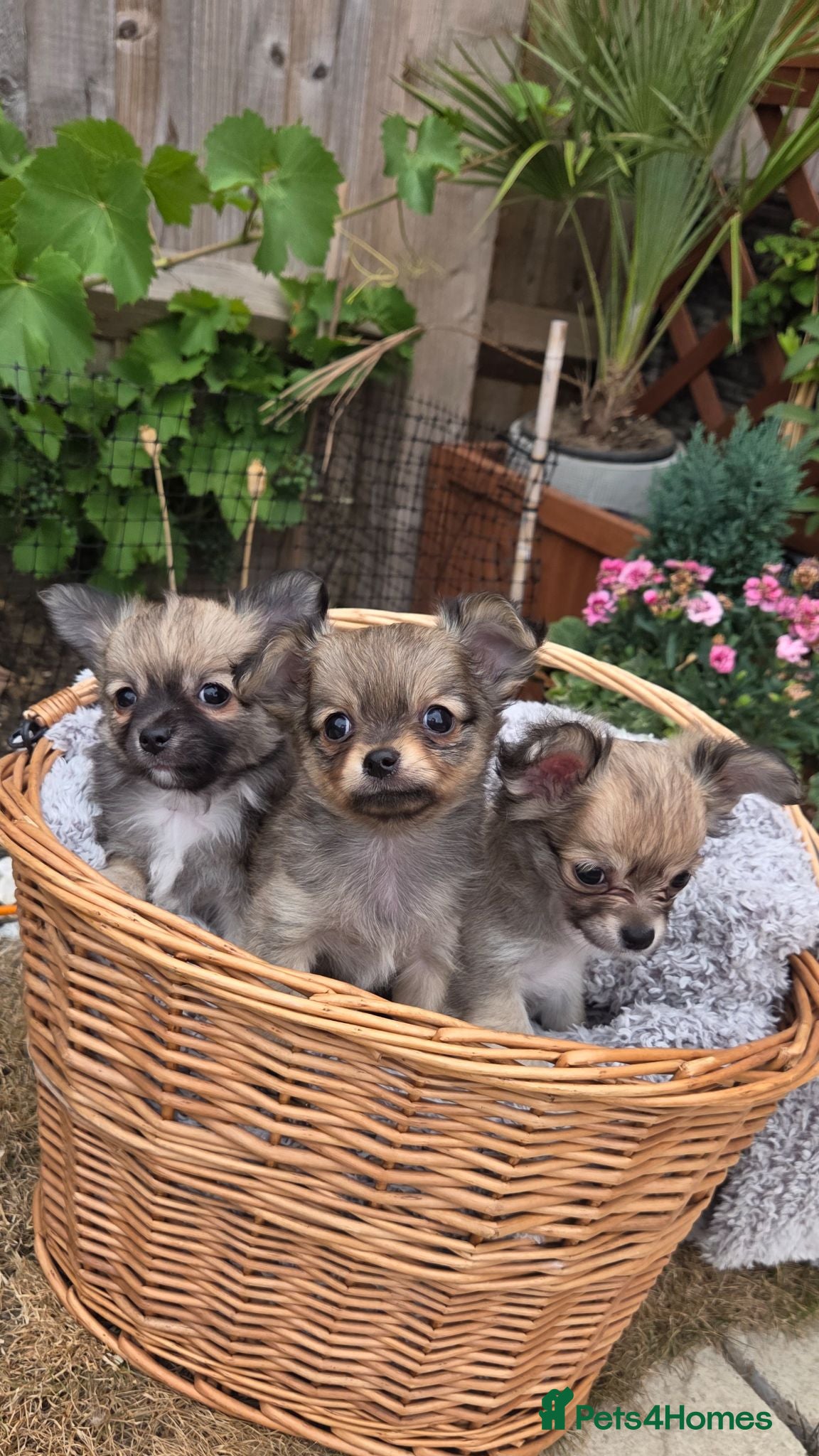 Chihuahua dogs Three Amigos - Longhaired Chihuahua Pups  - Advert 4