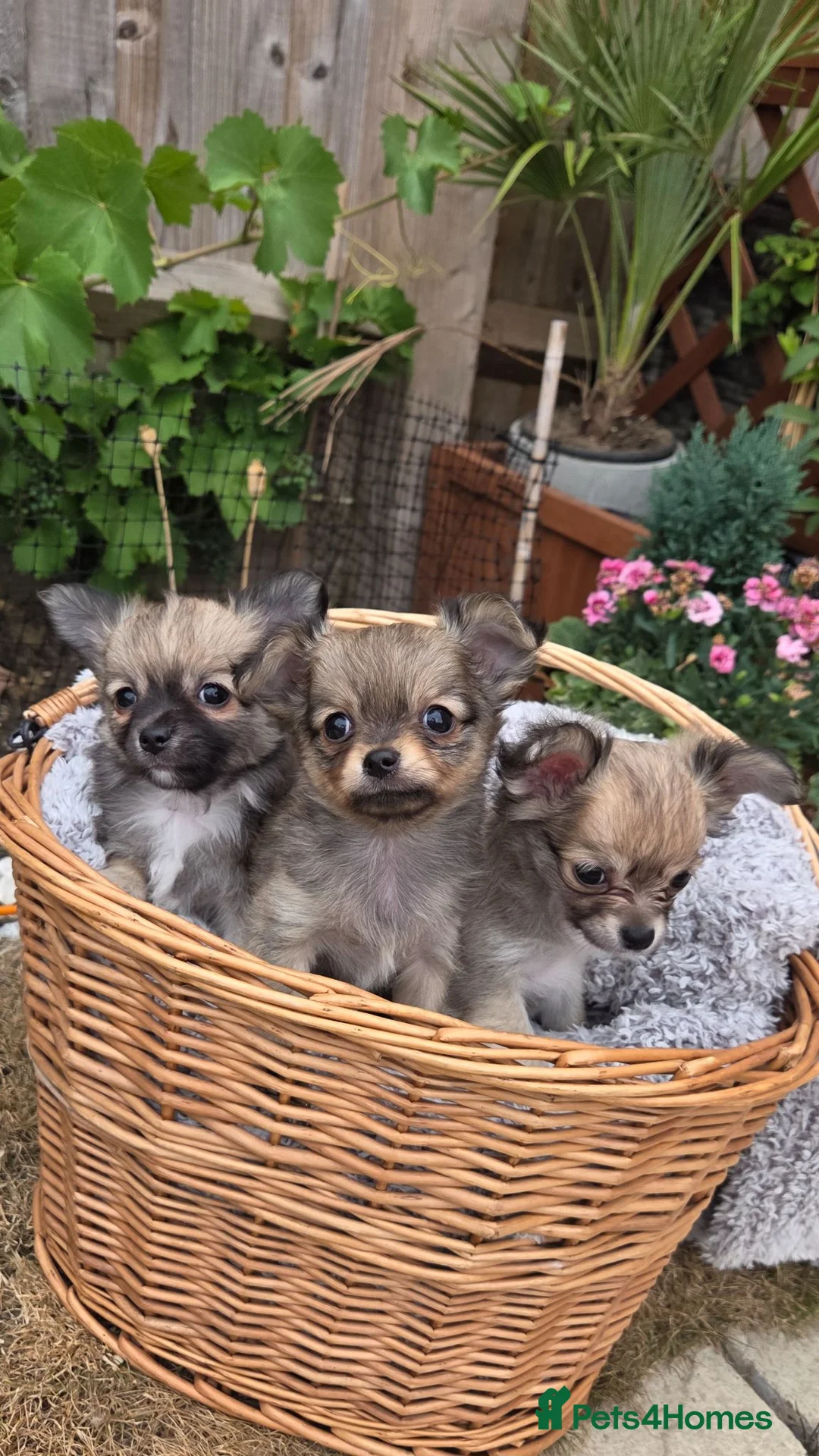 Chihuahua dogs for sale: Three Amigos - Longhaired Chihuahua Male Pups  - Advert 2