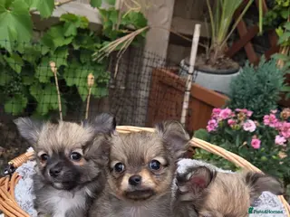 Chihuahua dogs Three Amigos - Longhaired Chihuahua Pups - Advert 4