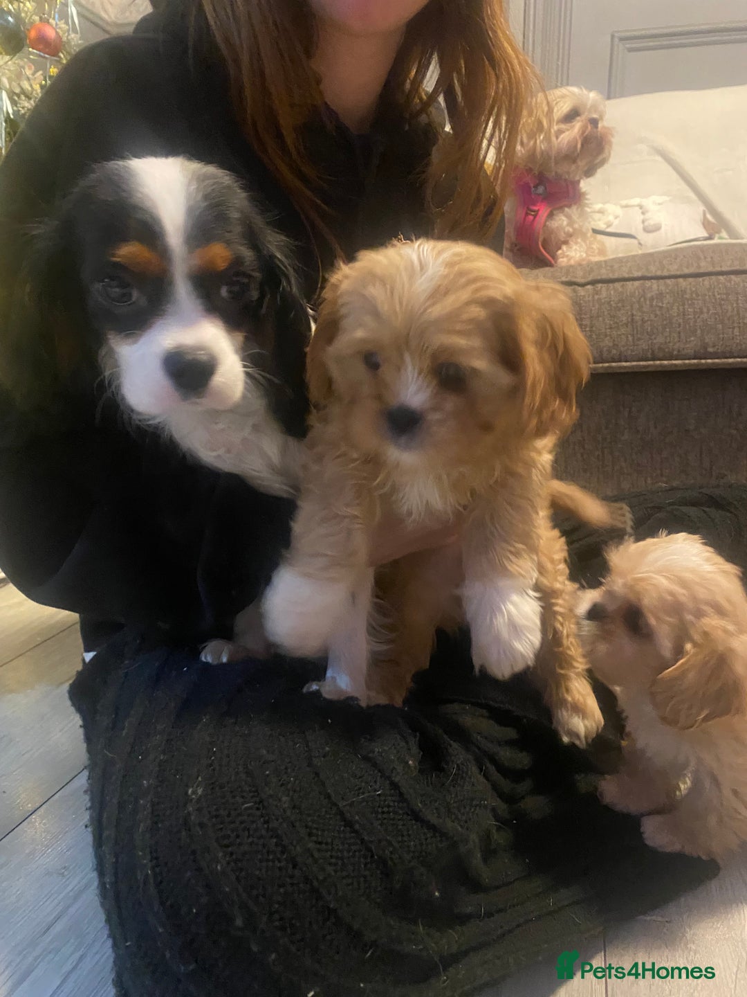 Cava Tzu dogs for sale: ** READY NOW **  CAVATZU CAVASHI BOYS  - Advert 6