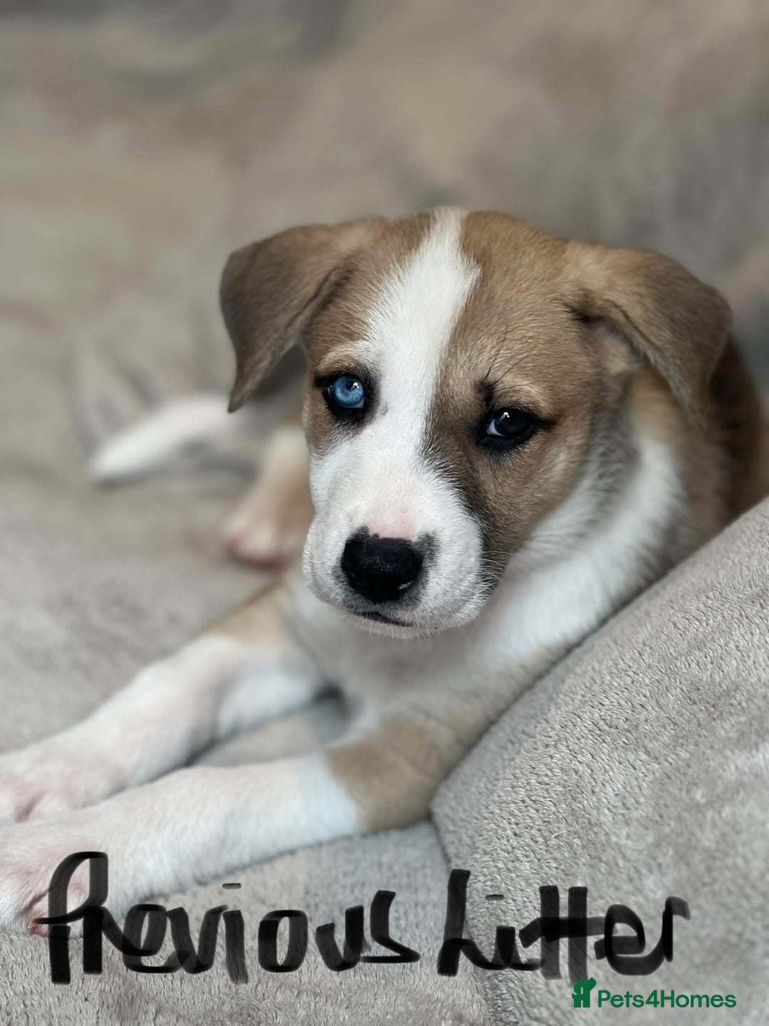 Mixed Breed dogs for sale: RARE BLUE EYE Sholly  ** tiff x Husky  - Advert 8