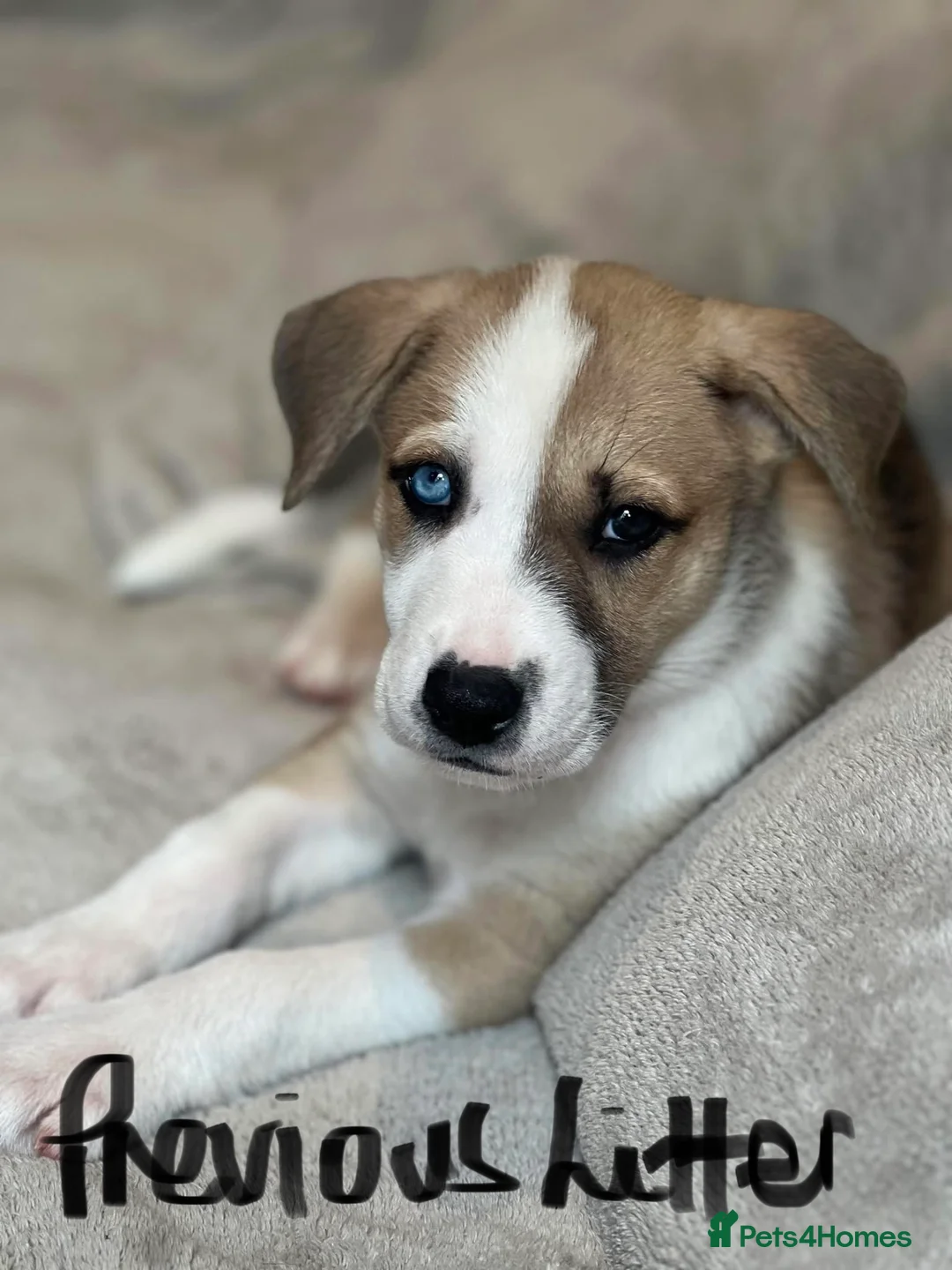 Mixed Breed dogs for sale: RARE BLUE EYE Sholly  ** tiff x Husky  - Advert 19