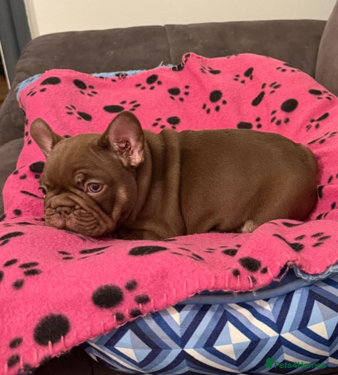 French Bulldog dogs for sale: Adorable Isabella carrying pink frenchie pups - Image 11