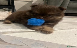 Pomeranian dogs for sale: Beautiful short snout kc pomeranian puppies - Image 5