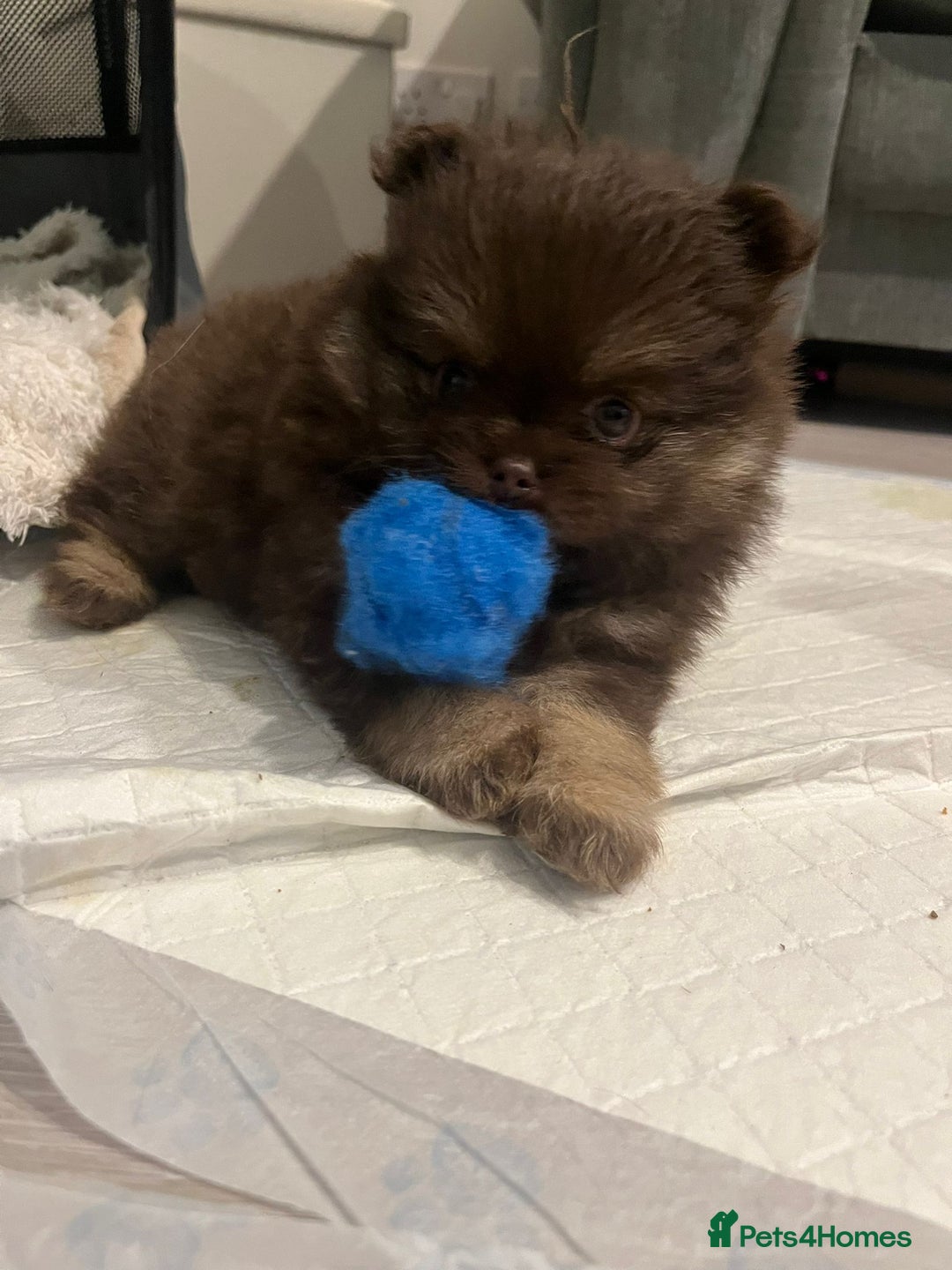 Pomeranian dogs for sale: Beautiful short snout kc pomeranian puppies - Image 5