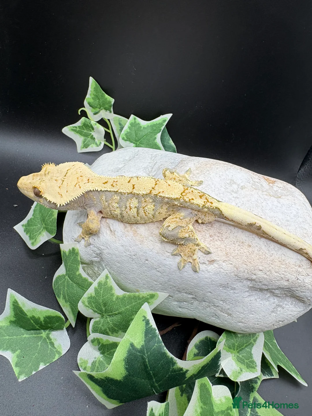 Gecko reptiles for sale: Crested geckos  - Advert 16