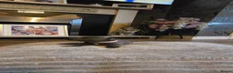 Staffordshire Bull Terrier dogs for sale: 5 beautifully staffy puppies kc registerd  - Advert 15