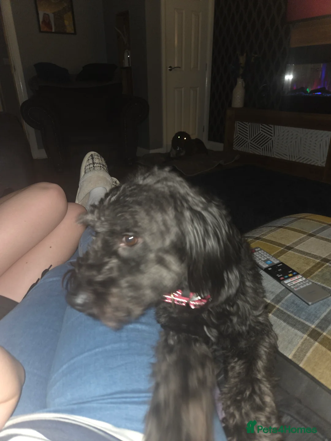 Bordoodle dogs for sale: Loving home required - Advert 9