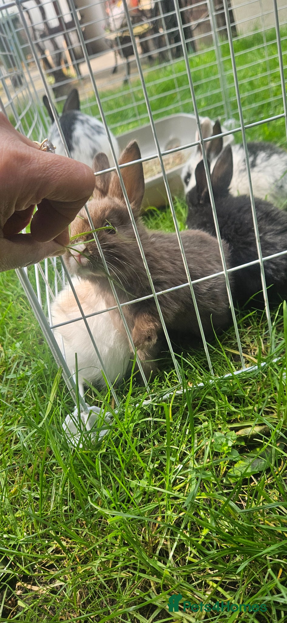 Mixed Breed rabbits They are mix Rex and Dutch  - Advert 16