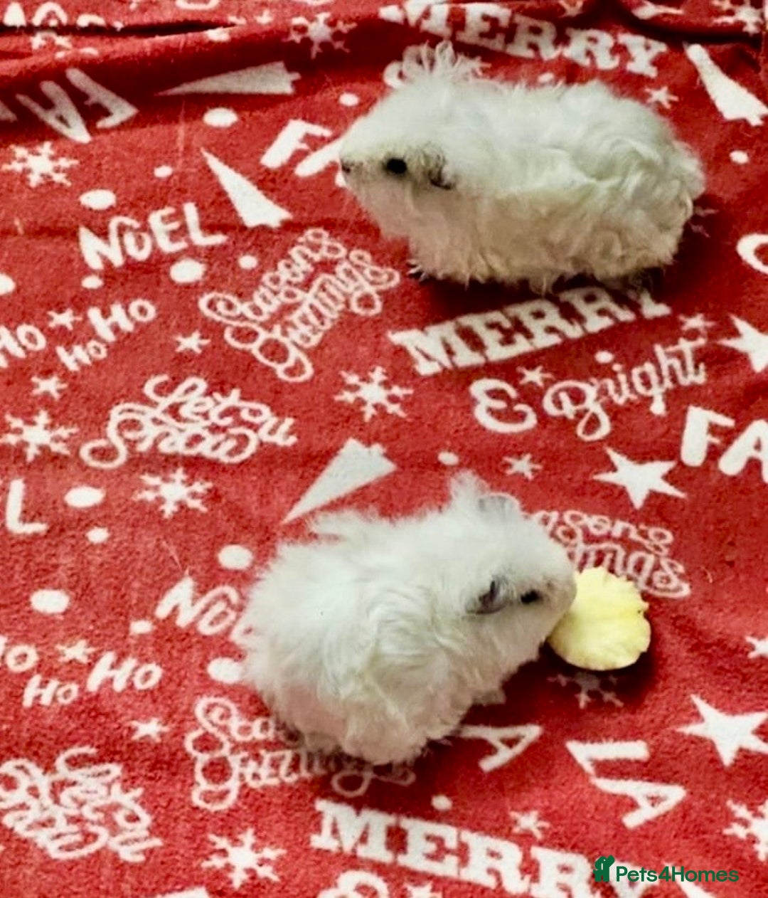 Guinea Pig rodents for sale: Bonded boar pedigree guinea pigs - Advert 12