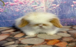 Mini Lion Lop rabbits for sale: Double mane lionlops ready 23rd Oct  - Image 3