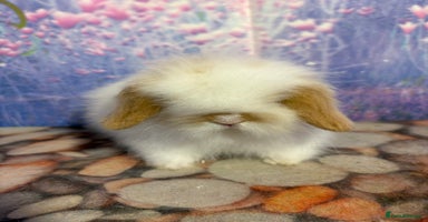 Mini Lion Lop rabbits - Advert 13