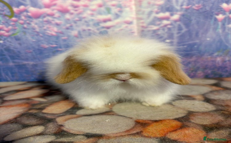 Mini Lion Lop rabbits - Advert 14