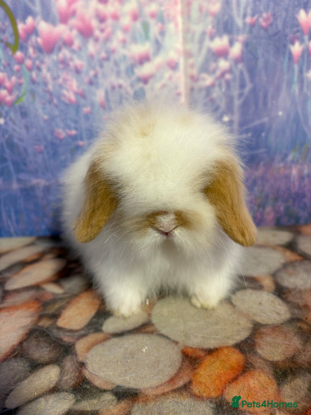 Mini Lion Lop rabbits for sale: Double mane lionlops ready 23rd Oct  - Image 3