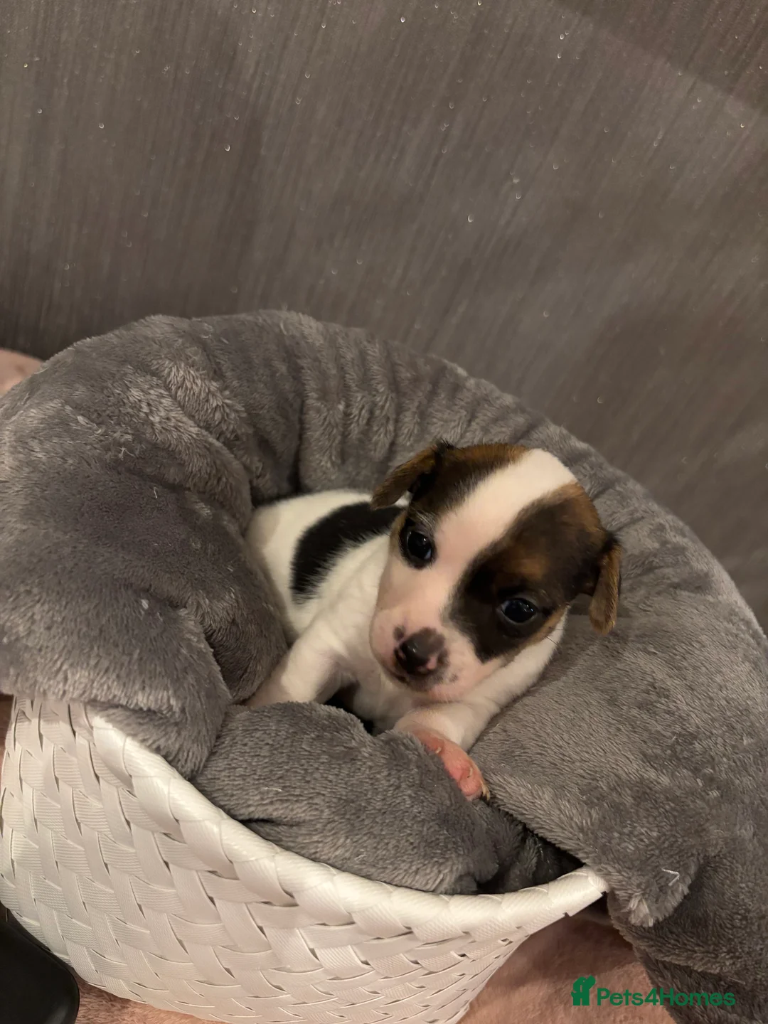 Jack Russell dogs for sale: ONE LITTLE BOY LEFT, IS HE BE YOUR MISSING PIECE?  - Advert 2