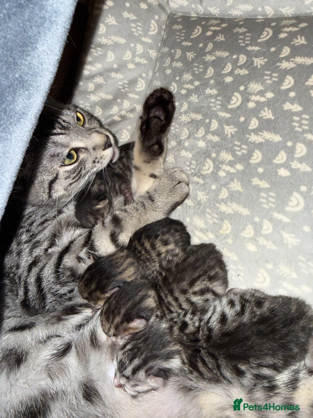 Bengal cats for sale: 5 Baby Bengal kittens  in Rhyl - Advert 21