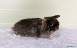 Mini Lop rabbits for sale: Mini lops  - Image 2