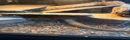 Monitor reptiles for sale: Ackie Monitor & Enclosure   - Advert 5