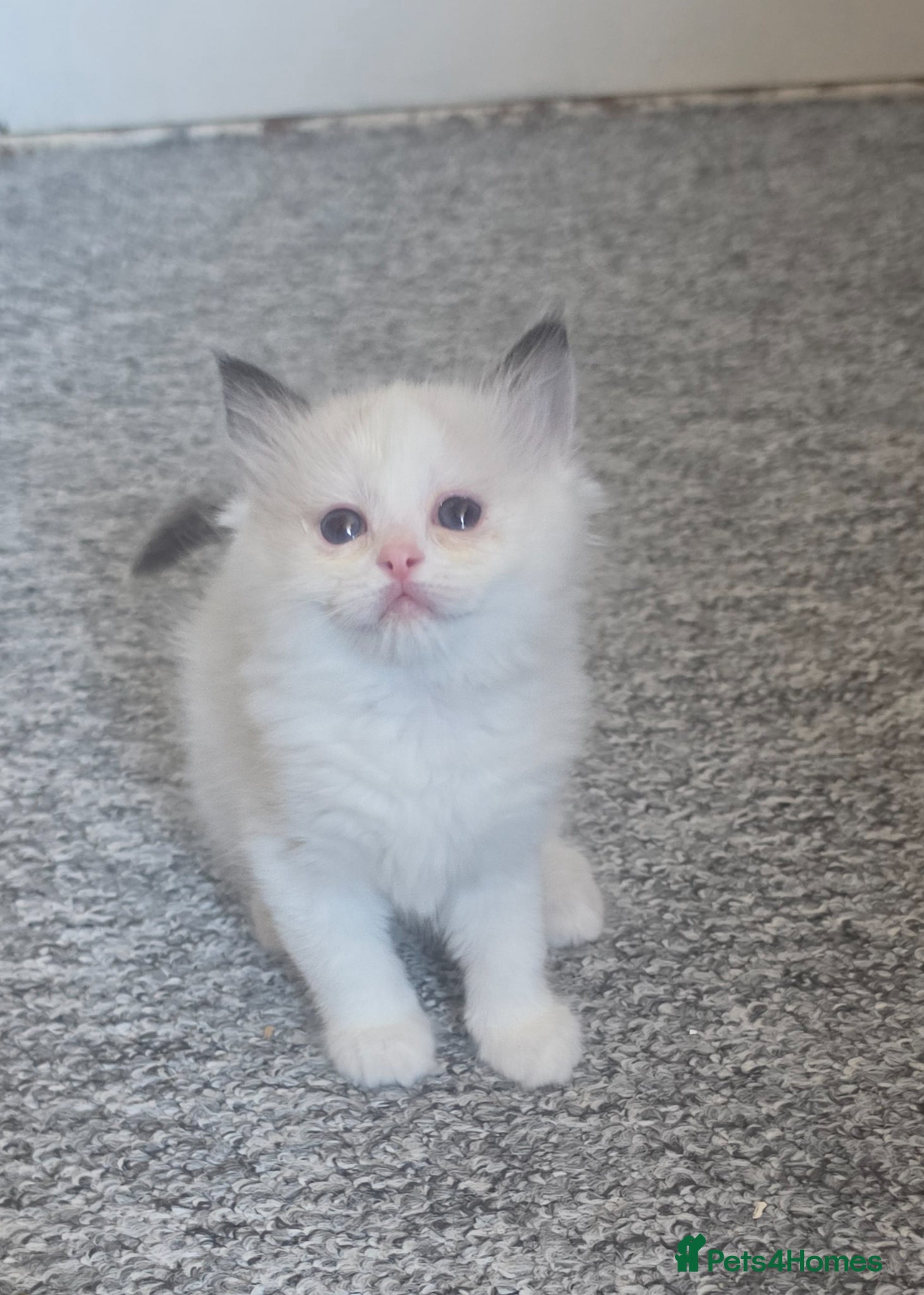 Ragdoll cats Full pedigree ragdoll  - Advert 1