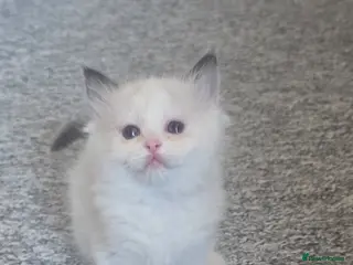 Ragdoll cats Full pedigree ragdoll - Advert 5