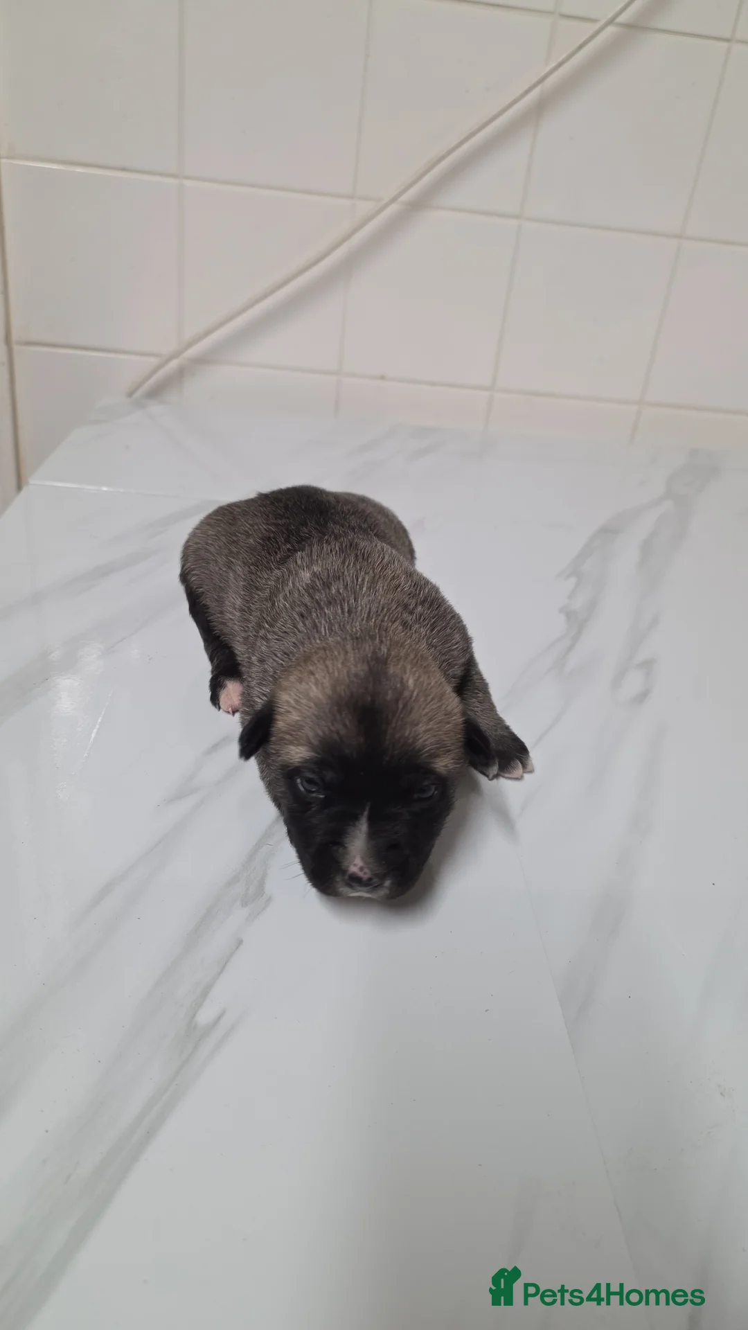 Mixed Breed dogs for sale: Siberian husky & American stuffy mix bread pupies - Advert 11