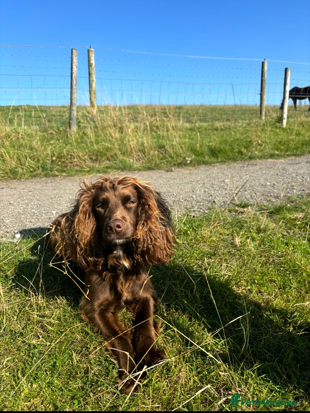 Cocker Spaniel dogs for sale: 2 cocker spaniel puppies left - Advert 7