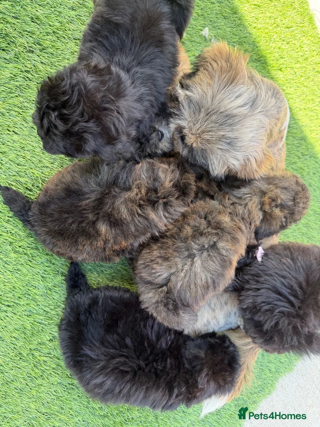 Shihpoo dogs for sale: 3 ShihPoo Boys  - Advert 13