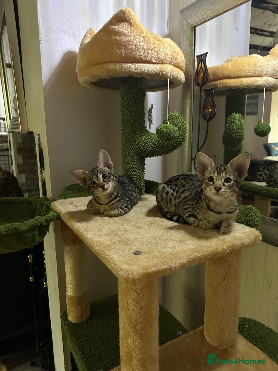 Savannah cats for sale: Savannah F4 girl kittens - Image 11