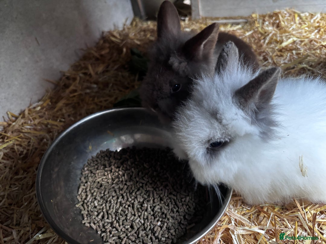 Mini Lion Lop rabbits for sale: 3 LEFT!! 3 Beautiful Mini Lionhead Rabbits - Advert 2