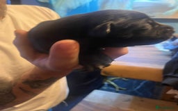 Mixed Breed dogs for sale: Blue staff x Black labrador puppies  - Advert 10