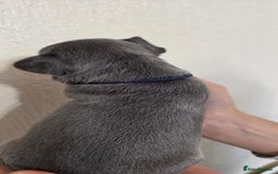 French Bulldog dogs for sale: Beautiful litter of French Bulldogs - Advert 16